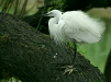 Little Egret, New Delhi Zoological Garden, India